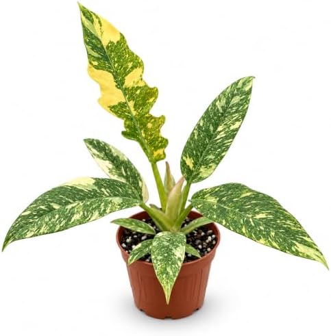 Rare Variegated Philodendron Ring of Fire - Live Fully Rooted Starter Plant by NYCitySucculents