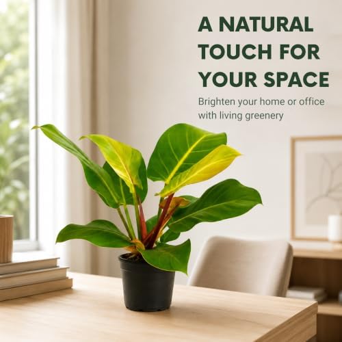 Philodendron Yellow Flame Live Plant - Rare Golden Variegated Houseplant - Image 5