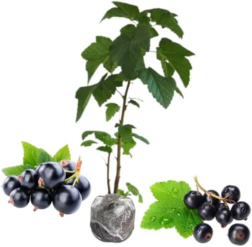 Consort Black Currant Bush Live Plant, 5-9 Inch Tall, Cold Hardy Fruit by HILROQG
