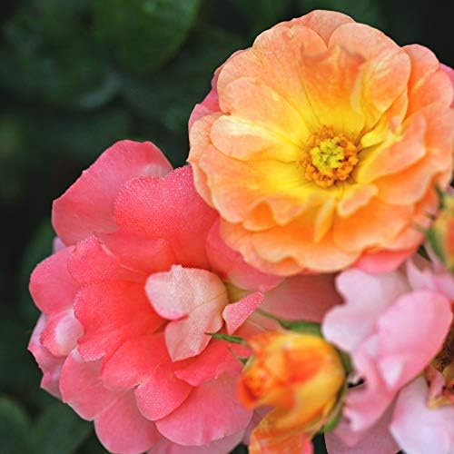Perfect Plants Peach Drift Rose Live Plant, 3 Gallon, Outdoor Flower Bush - Image 4
