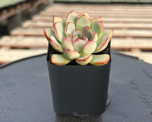 Sprout N Green Echeveria Pulidonis, Mini Live Succulent - Image 3
