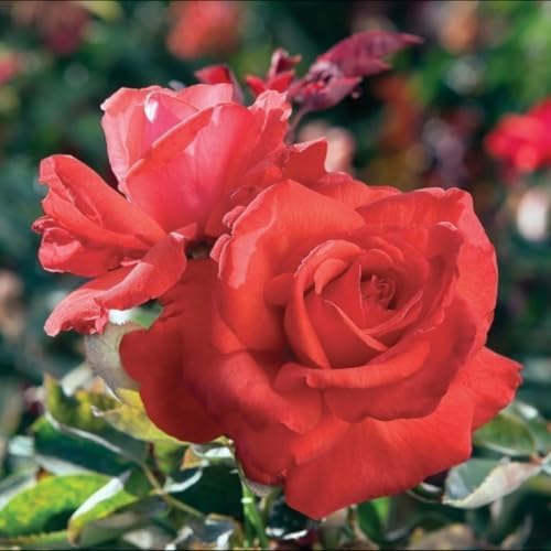 Red Climbing Rose Live Plant, Hardy, 5-10 Inch Tall - Image 5