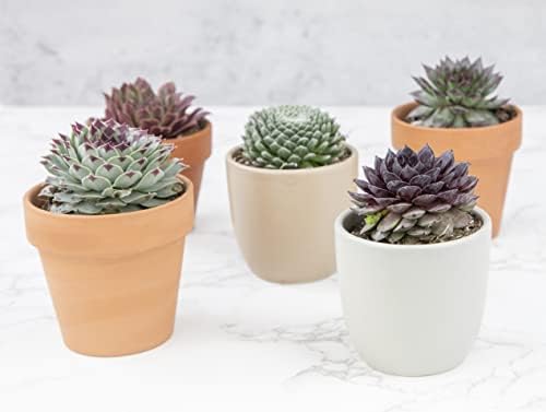 Sempervivum Succulents Plants Live Indoor Plants (5PK), Sempervivum Plants Live Houseplants, Hen and Chicks Live Plants Indoor House Plants, Rosette Succulent Plants in Plant Pots by Plants for Pets - Image 4
