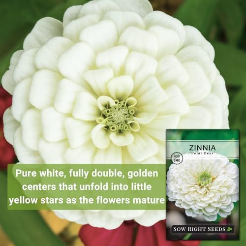 Sow Right Seeds - Zinnia Polar Bear Seed for Planting White Flower Garden - Image 3