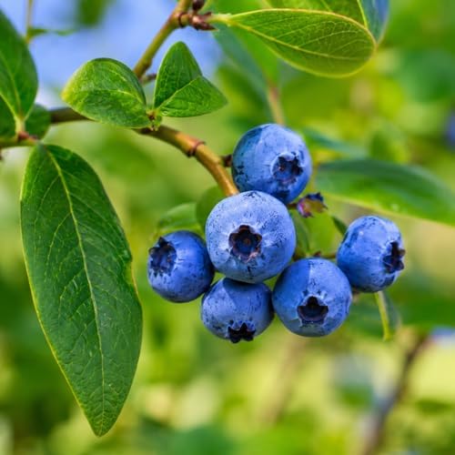 Sapphire Cascade Blueberry Shrub - 10-16" Tall Live Plant - Gallon Pot - Image 5