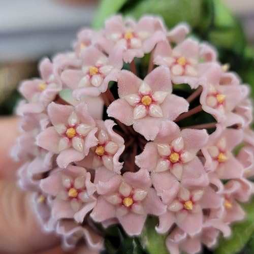 Variegated Hoya Compacta aka Hoya Hindu Rope Variegated Available in 2", 4", and 6" Pot Live Hoya Plant Prime Plants California (1 Small Plant/stem, 4" Pot) - Image 2