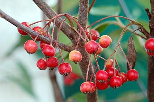 Aronia arb. 'Brilliantissima' (Red Chokeberry) Shrub, White Flowers, #3 - Size Container - Image 3