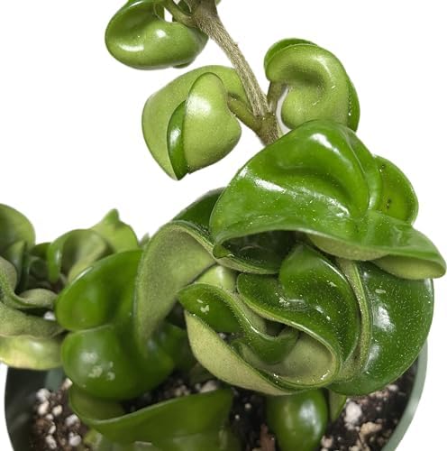 Hoya Compacta aka Hindu Rope Available in 2", 4", and 6" Pot Live Plant Air-Purifying (4" Pot with 2 Plants, Very Short Right Now) - Image 7