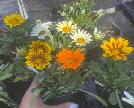 4 Pack Live Gazania Plant, Mixed Colors, 4-Inch Pot, Sun-Loving Annual Flowers for Garden and Containers. California Delivery - Image 2