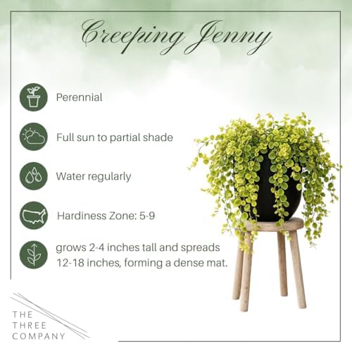 Creeping Jenny (Lysimachia nummularia) (4 Pack) - Live Trailing Ground Cover Perennial, 6" Tall by 4" Wide in 1 Pt Pot - Image 3