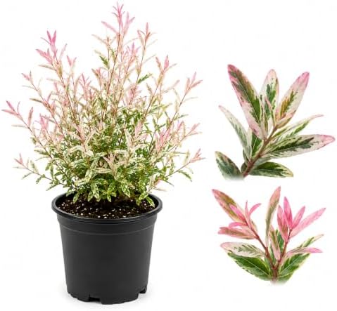 1 Tri Colored Dappled Willow Shrub Plant Live, 6-10" Tall in 4" Pot, Hakuro Nishiki, Fast Growing, Variegated Foliage Shrub for Hedges, Borders & Outdoor Landscaping by GINGERGLOW