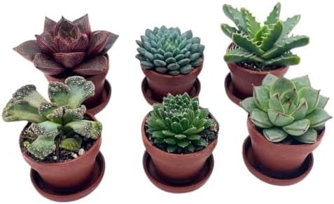 BubbleBlooms Teacup Succulent Assortment, 6 Different Plants in 1 inch pots with Tiny Saucers by BubbleBlooms