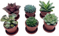 BubbleBlooms Teacup Succulent Assortment, 6 Different Plants in 1 inch pots with Tiny Saucers by BubbleBlooms