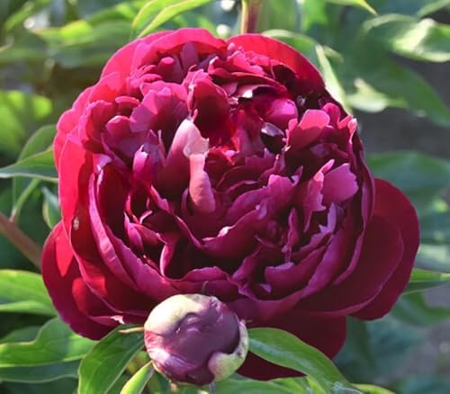 15+ Dark Red Peony Seeds Garden Double Blossom Flowers Garden Planting - Image 2