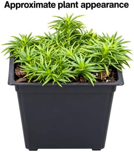 10 Purple Beauty Creeping Phlox Ground Covers - Live Plants - 4" Pots - Image 3