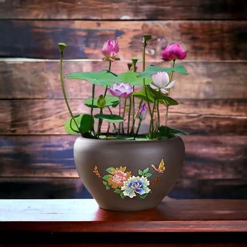 MEsay 10Pcs Mixed Color Bonsai Bowl Lotus Live Plants - Pre-Sprouted Water Beauties for Indoor and Outdoor Aquatic Settings - Image 5