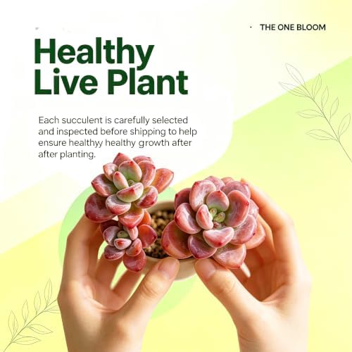 Graptosedum 'Miul' Live Succulent Plant 3-3.5 Inch, Rare Hybrid Succulent Bare Root No Pot, Easy Care Indoor Outdoor Houseplant for Home Garden Decor, Gift for Plant Lovers - Image 4