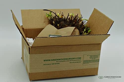 Greenwood Nursery: Live Berry Fruit Plants - Ozark Beauty Everbearing Strawberry - [Qty: 100 Bare Roots] - (Click for Other Available Plants/Quantities) - Image 4