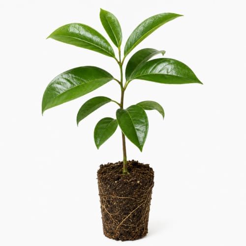 2 Soursop Plant Live Potted Guanabana Tree Live (Annona muricata) by Unknown