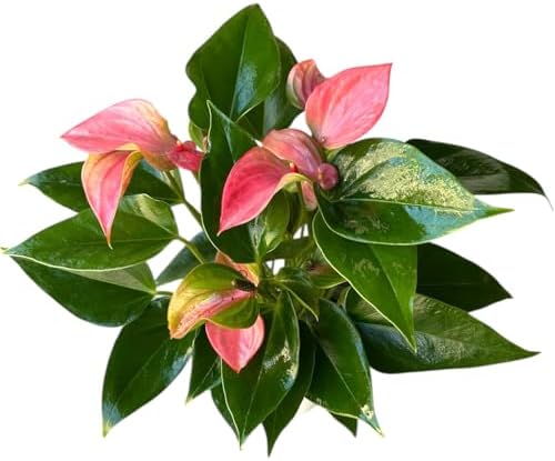 Anthurium (12"-14" Tall) Unique and Gorgeous Live Indoor Plant, Easy Care and Easy to Grow, Bloom Plant, 4 inch Pot (Pink Matata) - Image 3
