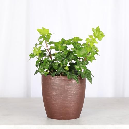 Live Hahn's Green Ivy Plant, Vining Indoor Plant, 4" Pot - Image 2