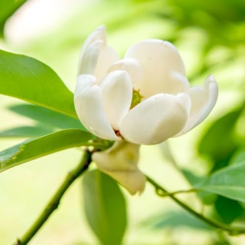 Sweetbay Magnolia Tree, 6-12 Inch Magnolia Trees Live Plants - Image 4