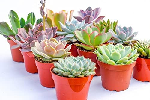 Large Colorful Outdoor Succulents - Assorted 4 Inch - Live Outdoor Succulent Plants - Large Fully Rooted Live Succulents (15) by SucculentMarket