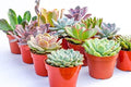 Large Colorful Outdoor Succulents - Assorted 4 Inch - Live Outdoor Succulent Plants - Large Fully Rooted Live Succulents (15) by SucculentMarket