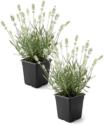 Lavender (2 Pack) - White Blooms, Live Fragrant & Aromatic Flowering Perennial, 10" Tall by 5" Wide in 1 Qt Pot by TheThreeCompany