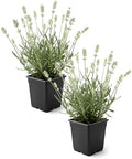 Lavender (2 Pack) - White Blooms, Live Fragrant & Aromatic Flowering Perennial, 10" Tall by 5" Wide in 1 Qt Pot by TheThreeCompany