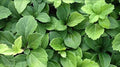 Pachysandra Terminalis Japanese Spurge Groundcover - 100 Bare Root Plants by Unknown