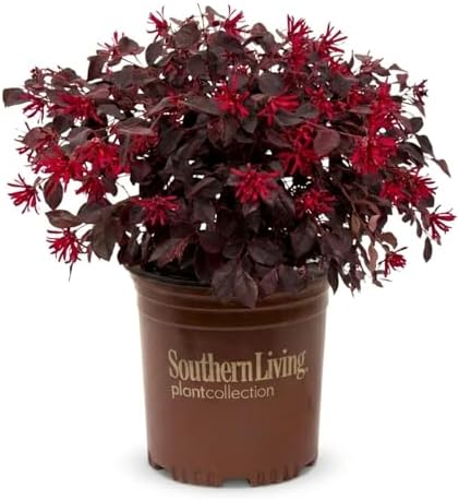 Red Diamond Loropetalum (2.5 Quart) Flowering Evergreen Shrub with Purple Foliage - Full Sun to Part Shade Live Outdoor Plant - Southern Living Plants by Unknown