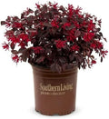 Red Diamond Loropetalum (2.5 Quart) Flowering Evergreen Shrub with Purple Foliage - Full Sun to Part Shade Live Outdoor Plant - Southern Living Plants by Unknown