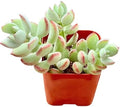 Succulents Plants Live 2" Cotyledon Pendens, Live Mini Succulent Plants, Easy Care House Plants Rooted in Succulent Soil Mix, by The Succulent Cult by TheSucculentCult