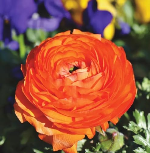 10PCS Mixed Color Ranunculus Bulb Double Buttercup Rose Wedding Flower Bulb - Image 4
