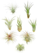 Shop Succulents | Assorted Collection of Live Air Plants, Hand Selected Variety Pack of Air Succulents | Collection of 8 by ShopSucculents