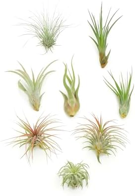 Shop Succulents | Assorted Collection of Live Air Plants, Hand Selected Variety Pack of Air Succulents | Collection of 8 by ShopSucculents