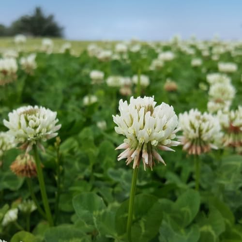 Outsidepride Perennial White Dutch Clover Seed - 1 lbs. Nitrocoated, Inoculated Clover Seeds for Lawn Alternative, Erosion Control, Food Plots, Ground Cover, & Pasture Mixtures in USDA Zones 3-10 - Image 2