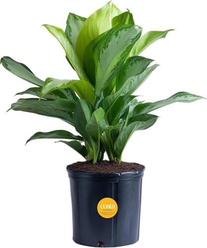 Costa Farms Aglaonema, Chinese Evergreen, Live Indoor Plant, Potted in Grower's Pot, 30-Inches Tall by Unknown