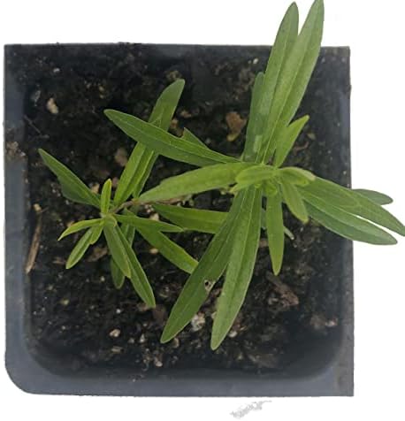 Organic Butterfly Milkweed Plant, (Asclepias tuberosa) 2.5 inch Pot - Orange Milkweed, Butterfly Weed, Chieger Flower, Chiggerflower, Indian Paintbrush, Pleurisy Root - Image 3