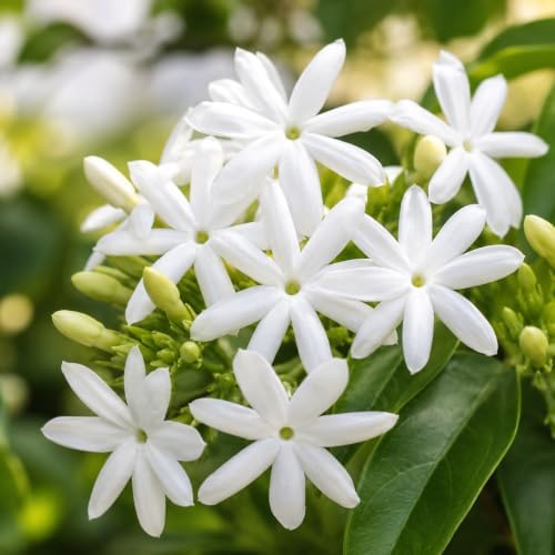 Downy Jasmine Plant Live | 4-8 Inch Tall | Soft Downy Leaves & White Blooms | Easy to Grow Live Jasmine Plant for Indoor Home Décor - Image 6