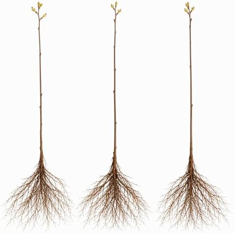 Apple Tree Saplings – 3 Live Dormant Apple Trees for Planting, Cold Hardy Fruit Tree Starts for Backyard Orchard, Garden & Container Growing - Ships Bare Root - Image 3