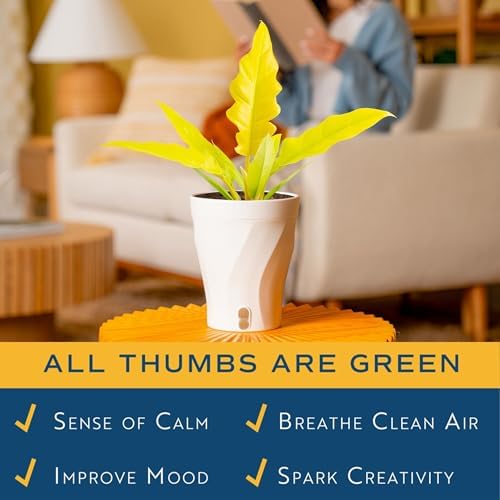 Costa Farms Golden Crocodile Philodendron, Live Indoor Tropical Plant - Image 5