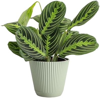 Live Lemon Lime Prayer Plant, Pet Friendly, Easy to Grow, 4" Pot by ThorsensGreenhouse