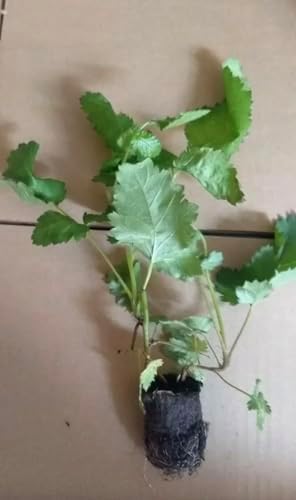 Arkansas Prime BlackBerry Live Plant (5-9" Tall) – Primocane Fruiting Berry Bush – Zones 6-9 – Two Harvests Per Year – Upright Rubus Starter for Patio or Garden – Sweet & Thornless - Image 2