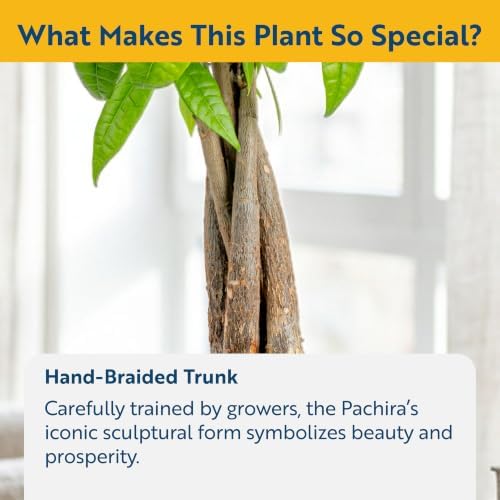 Costa Farms Money Tree, Live Indoor Plant, for Gifting, 16 in. Tall - Image 3