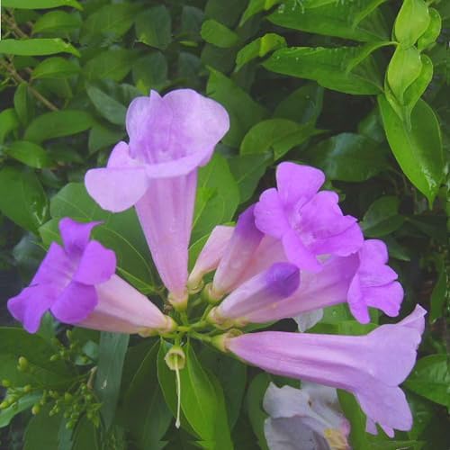 Garlic Vine Semi-Cydista Aequinoctialis - Live Tropical Plant - Vivid Purple Trumpet Shaped Flower - Emerald Goddess Gardens - Starter Sz 4 Inch Pot - Image 3