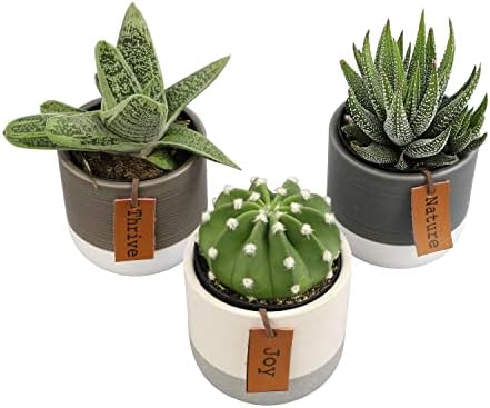 LoLite Cactus & Live Succulent Plants Set (3 Pack), Low Light Houseplants, Easy Plant Gift, Approx. 4-6 in. Tall, Mixed Haworthia, Gasteria & Cacti Varieties, Stylish 2-Tone Ceramic Pots Included - Image 4