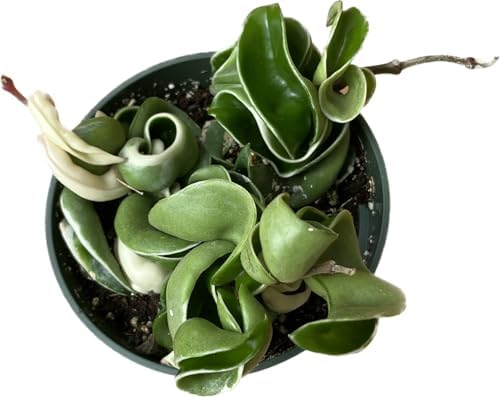 Hoya Plants 8 Live Houseplants in 4" Pots - Variety Assortment 8 Pack Hoya Plants - Pet Friendly Plants - Air Purifying Plants - CA Seller (Pack of 8 Hoya Plants) - Image 6