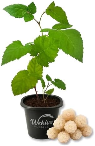 Snowbank White BlackBerry Plant - 1 Live Starter Plant - Rubus - Edible Fruit Bearing Bush for Patio and Garden by WekivaFoliage